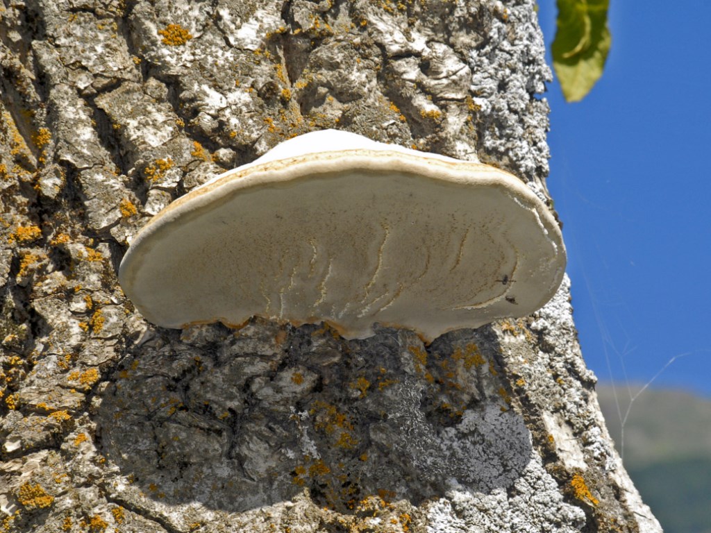Un esemplare dalla Val d''Aosta (Fomes fomentarius)
